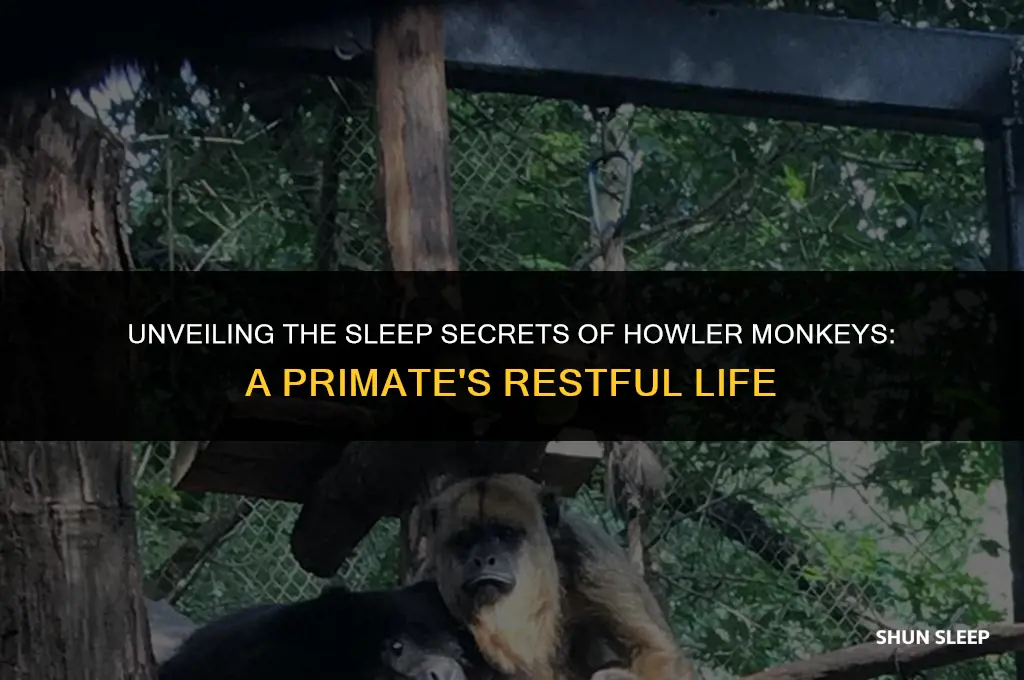 how many hours do howler monkeys sleep