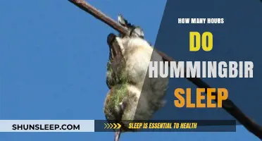 Unveiling the Mysteries of Hummingbird Slumber Patterns