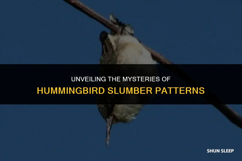how many hours do hummingbirds sleep
