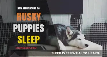 Understanding Husky Puppy Sleep Patterns: A Comprehensive Guide