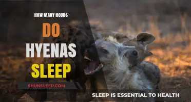 Unveiling the Sleep Secrets of Hyenas: A Wild Rest