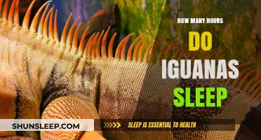 Unveiling the Sleep Secrets of Iguanas: A Comprehensive Guide
