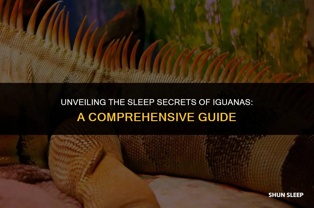 how many hours do iguanas sleep