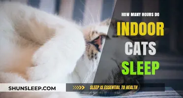Understanding Feline Slumber: A Guide to Indoor Cat Sleep Patterns