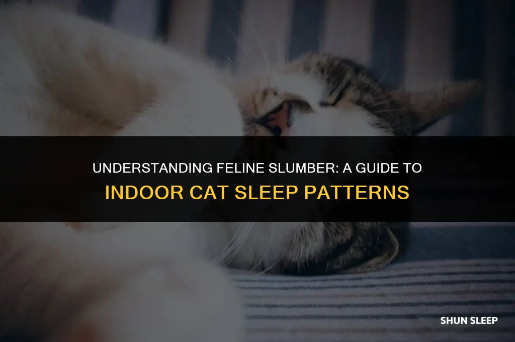 how many hours do indoor cats sleep