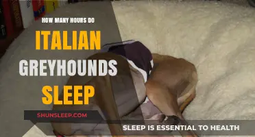Understanding Italian Greyhound Sleep Patterns: A Comprehensive Guide