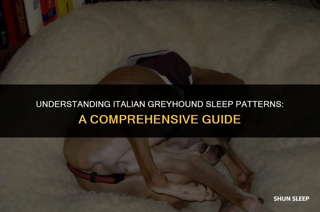 how many hours do italian greyhounds sleep