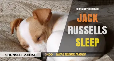 Understanding the Sleep Patterns of Energetic Jack Russells