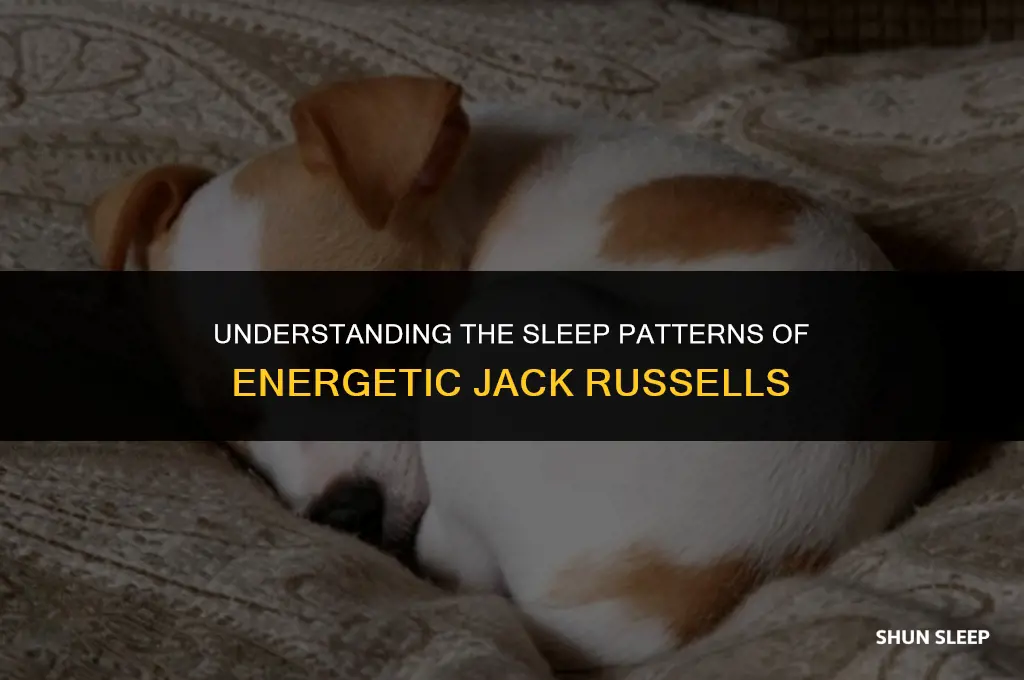 how many hours do jack russells sleep