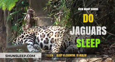 Unveiling the Mysteries of Jaguar Slumber: A Deep Dive into Their Resting Habits