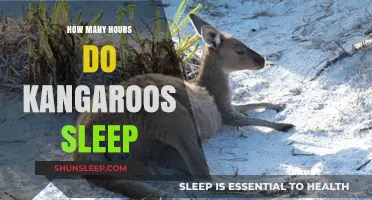 Unveiling the Sleep Secrets of Kangaroos: A Comprehensive Guide