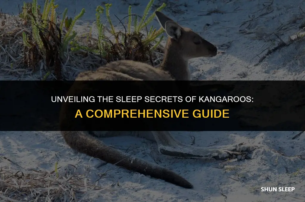 how many hours do kangaroos sleep