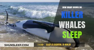 Unveiling the Mysteries of Killer Whale Slumber Patterns