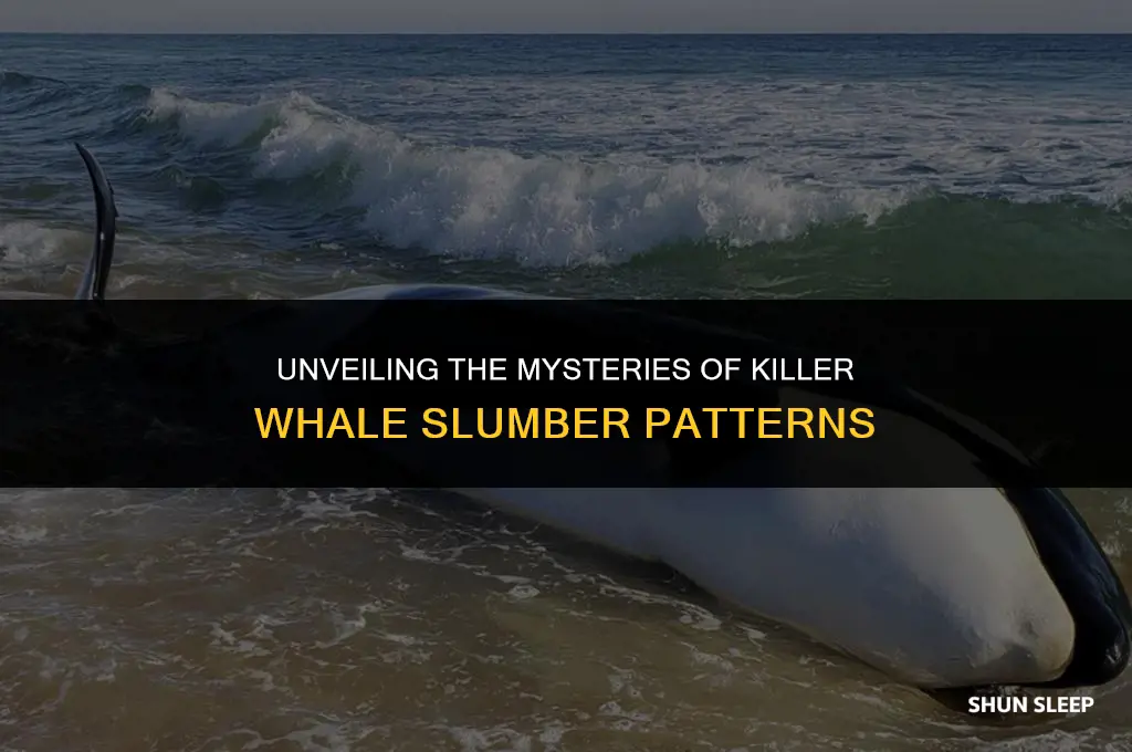 how many hours do killer whales sleep