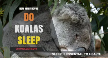 Unveiling the Secrets of Koala Slumber: A Deep Dive into Their Sleep Patterns