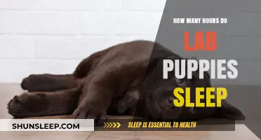 Understanding the Sleep Patterns of Lab Puppies: A Comprehensive Guide