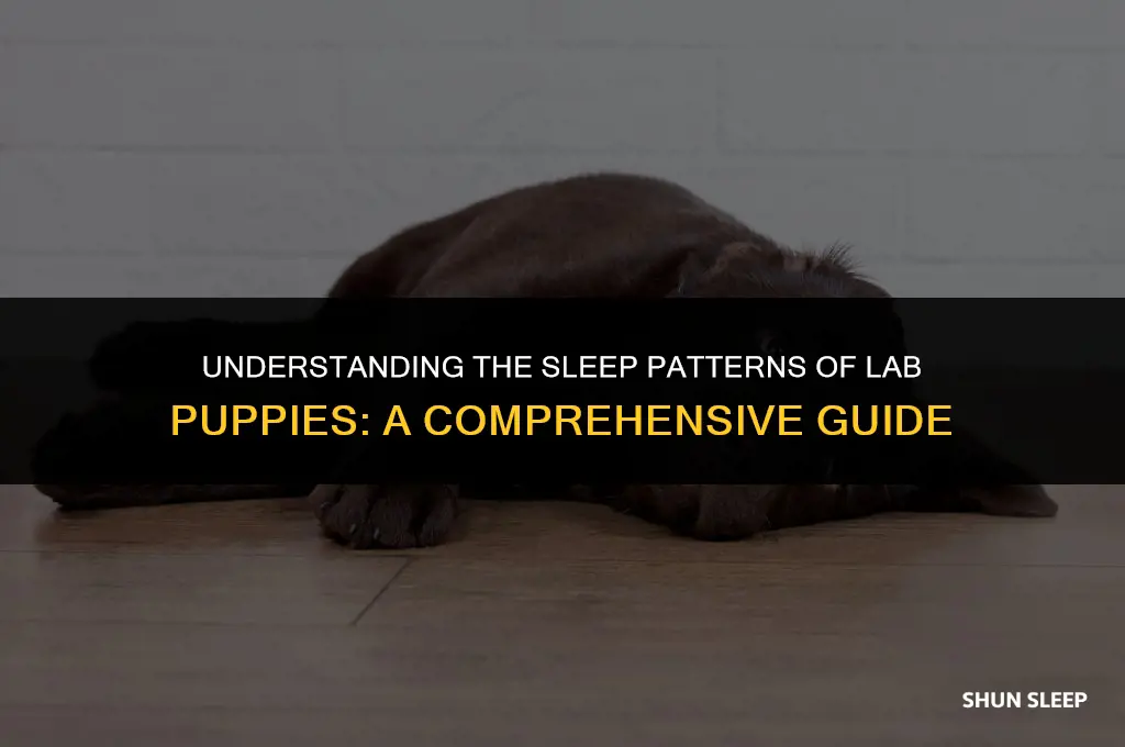 how many hours do lab puppies sleep