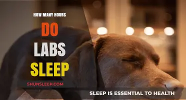 Unveiling the Mysteries of Lab Sleep Patterns: A Comprehensive Guide