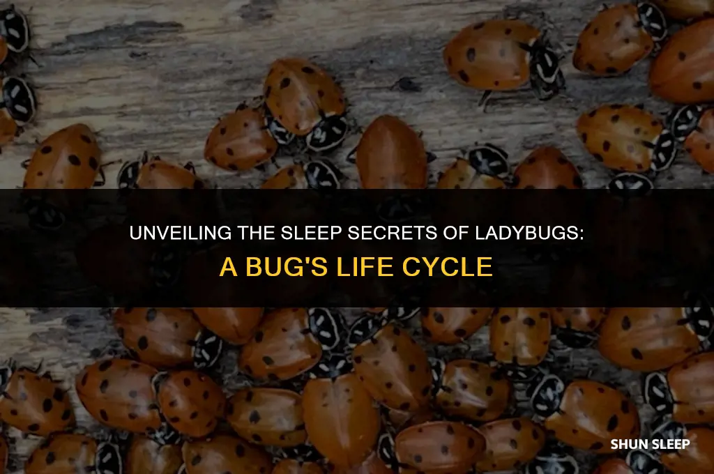 how many hours do ladybugs sleep