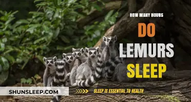 Unveiling the Secrets of Lemur Slumber: A Deep Dive into Their Restful Habits