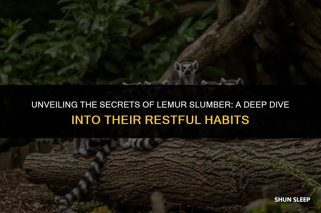 how many hours do lemurs sleep