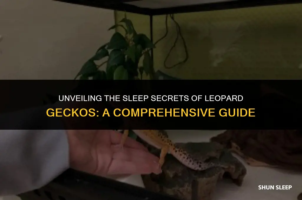 how many hours do leopard geckos sleep