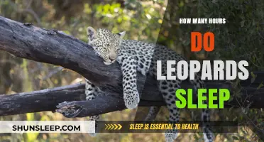 Unveiling the Sleep Secrets of Leopards: A Wild Cat's Restful Habits