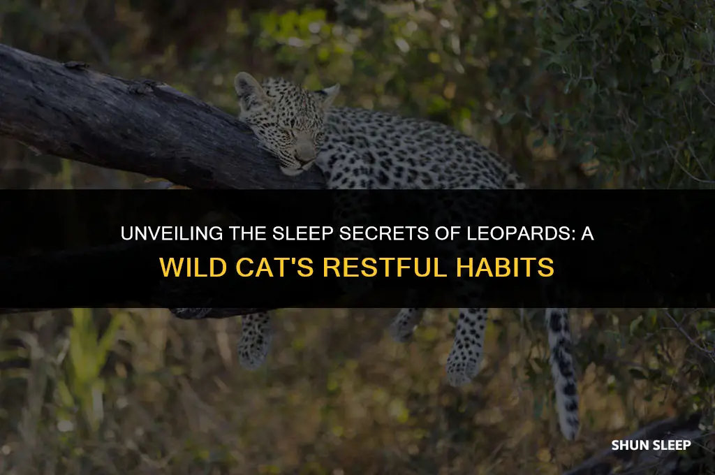 how many hours do leopards sleep