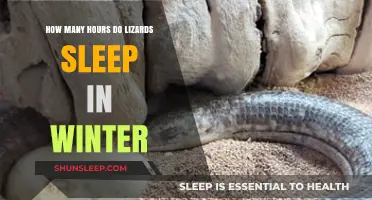 Winter Slumber: Unveiling the Sleep Secrets of Lizards