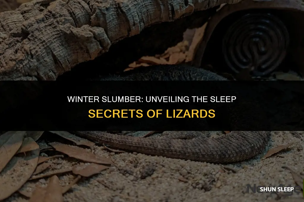 how many hours do lizards sleep in winter