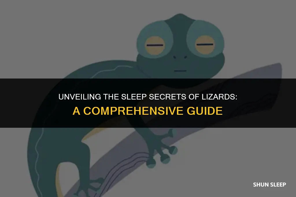 how many hours do lizards sleep