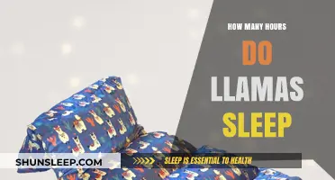 Unveiling the Sleep Secrets of Llamas: A Comprehensive Guide