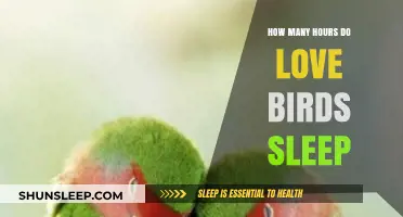 Sweet Slumbers: Unraveling the Sleep Secrets of Lovebirds