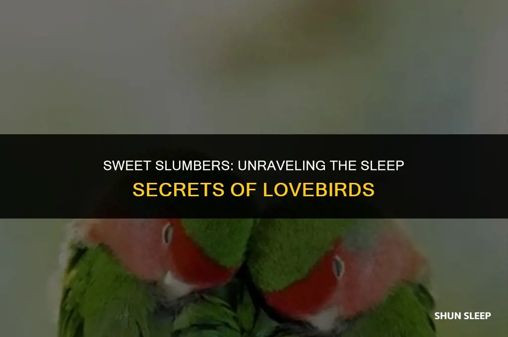how many hours do love birds sleep