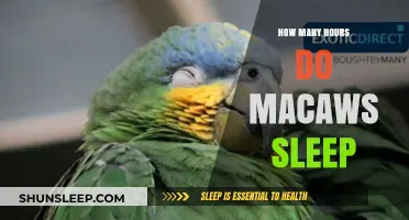 Unveiling the Sleep Secrets of Macaws: A Comprehensive Guide