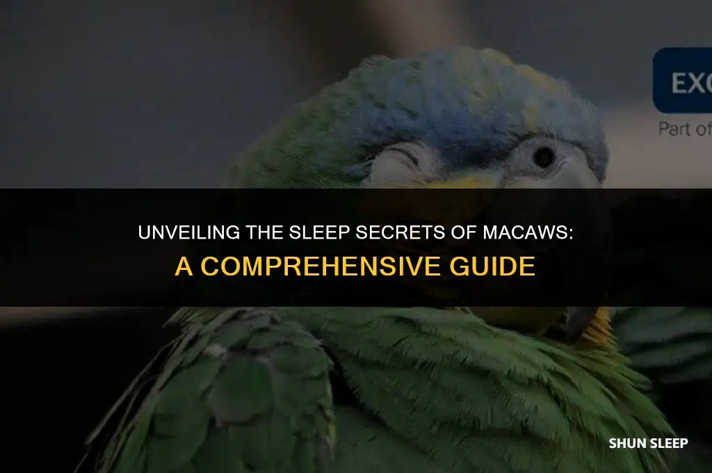 how many hours do macaws sleep