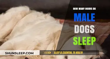 Understanding Canine Rest: A Guide to Male Dog Sleep Patterns