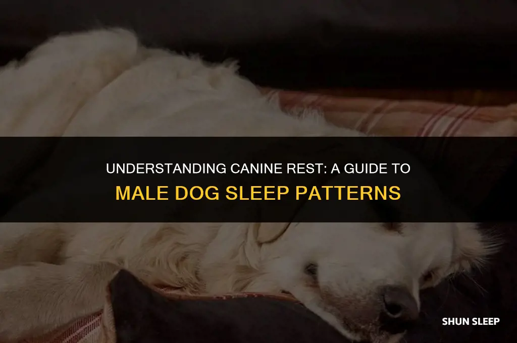 how many hours do male dogs sleep