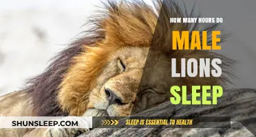 Resting Kings: Unveiling the Sleep Secrets of Male Lions
