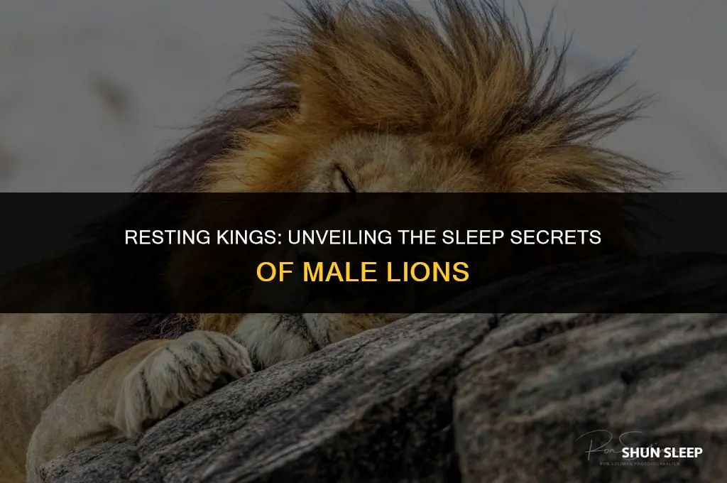 how many hours do male lions sleep