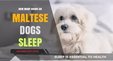 Understanding Maltese Dog Sleep Patterns: A Comprehensive Guide