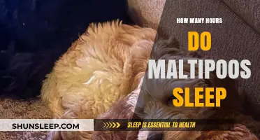Understanding Maltipoo Sleep Patterns: A Comprehensive Guide