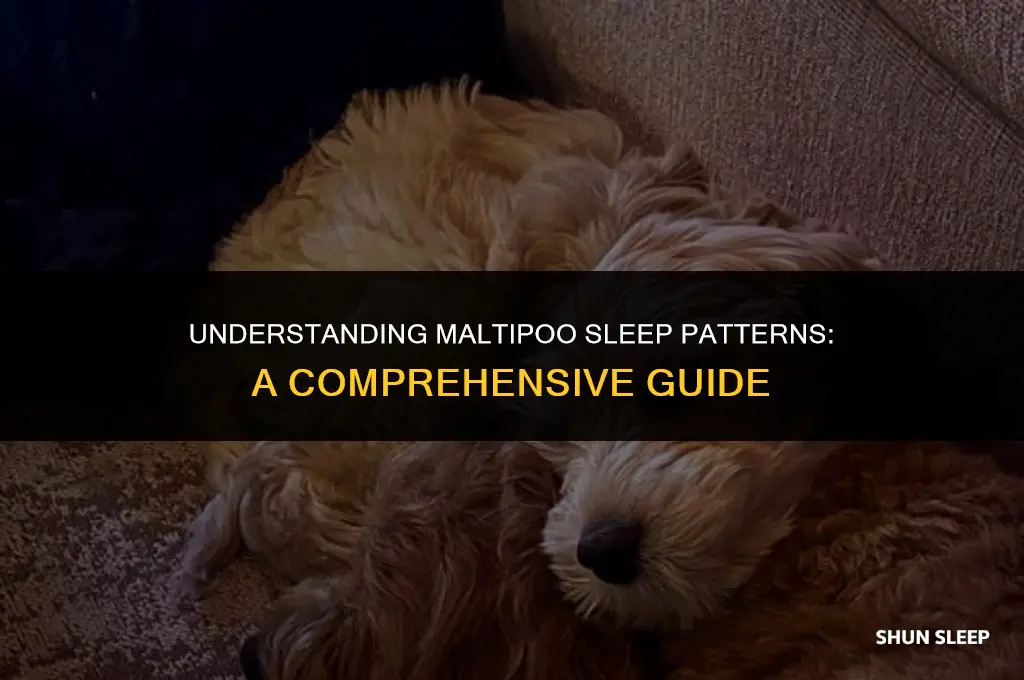 how many hours do maltipoos sleep