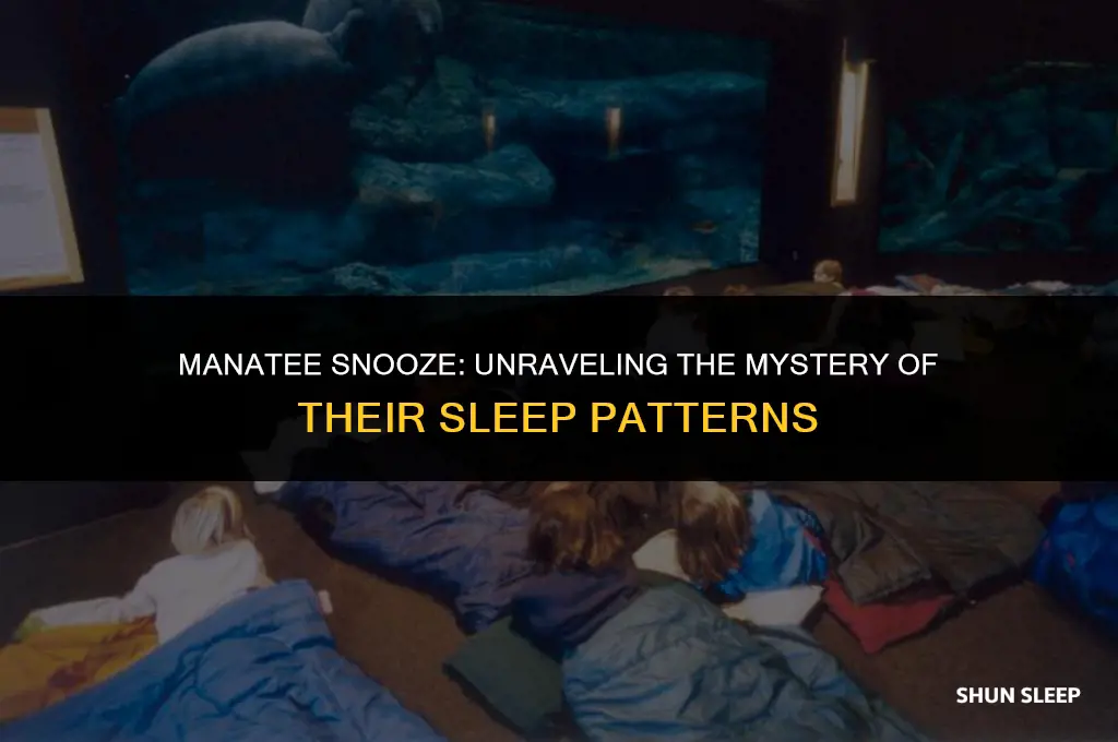 how many hours do manatees sleep