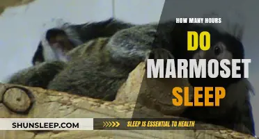 Unveiling the Sleep Secrets of Marmosets: A Comprehensive Guide