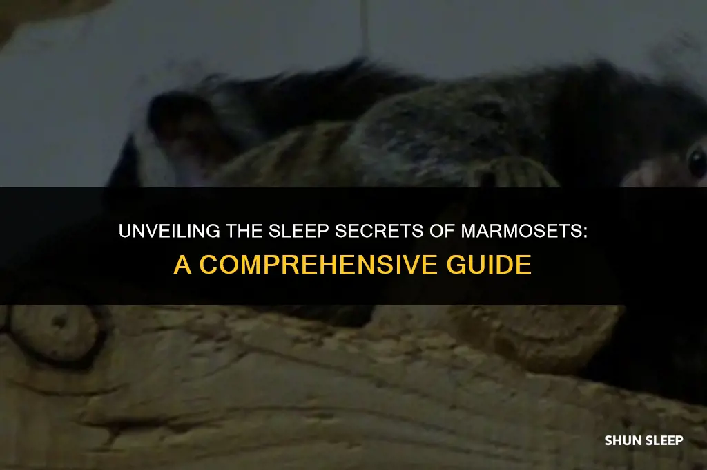 how many hours do marmosets sleep
