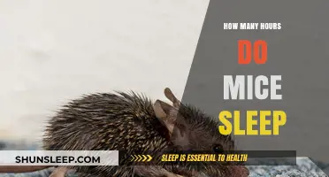 Unveiling the Sleep Secrets of Mice: A Comprehensive Guide