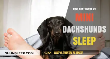Mini Dachshunds' Sleep Patterns: A Comprehensive Guide