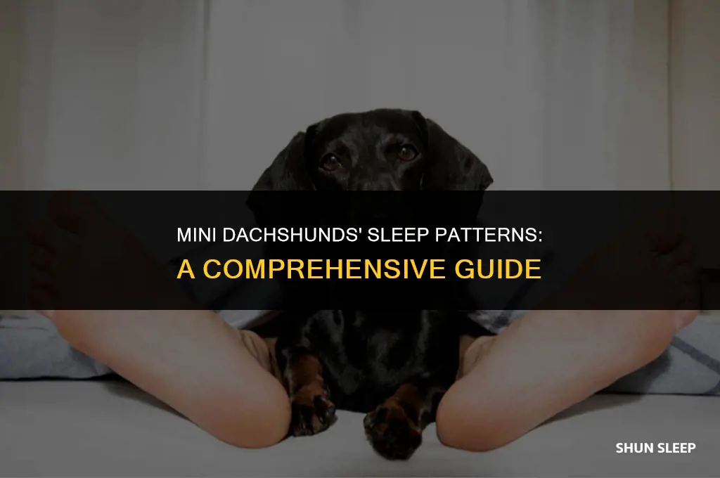 how many hours do mini dachshunds sleep