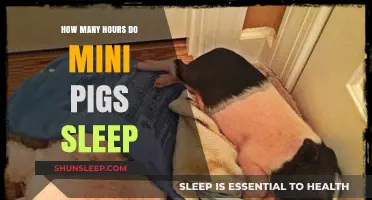 Understanding the Sleep Patterns of Mini Pigs: A Comprehensive Guide